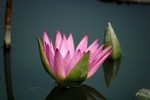 Lotus Farm 23