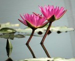 Lotus Farm 24