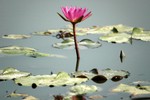 Lotus Farm 25