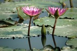 Lotus Farm 26