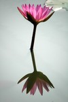 Lotus Farm 27