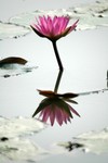 Lotus Farm 28