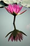 Lotus Farm 29