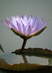 Lotus Farm 30