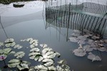 Lotus Farm 32