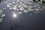 Lotus Farm 34