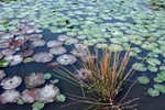 Lotus Farm 35