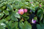 Lotus Farm 36