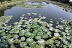 Lotus Farm 37