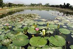 Lotus Farm 38