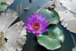 Lotus Farm 39