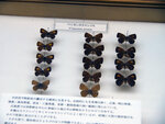 P1377886