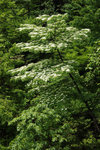 黃石寨-1
