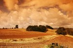POPPY FIELDS 5