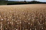 POPPY FIELDS 7