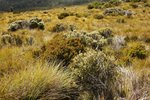 CRADLE MOUNTAIN 8