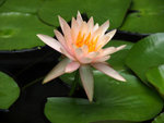 P5201075