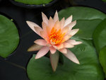 P5201077