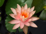 P5201079