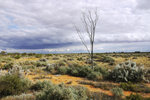 GLENDAMBO 4