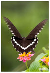 2005-706-03