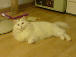 DSC00523