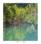 P1010296　花很大力氣才影到的水中林木#2