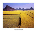 羅平金雞岭

4x5_27