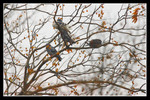 CRW_0267