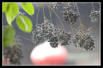 CRW_0458