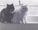 4X5 黑白ILFORD 125  (DC翻拍)