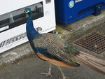 IMG_0728(640x480)
