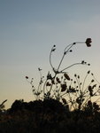 IMG_1555(640x480)