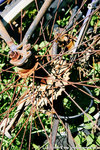 20090701_IMG_4896(500x750)b