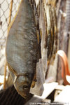 20090701_IMG_4900(500x750)b