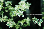20090701_IMG_4931(750x500)b