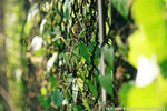 20090701_IMG_4933(750x500)b