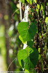 20090701_IMG_4935(500x750)