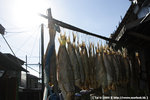 20090701_IMG_4937(750x500)