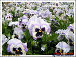PICT1500