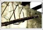 kwutung_IMG_3107(768x544)