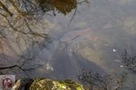 DSC03770