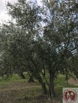 IMG_0511 (Copy)