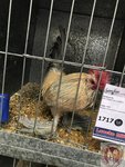IMG_9255 (Copy)