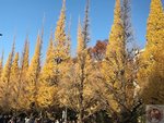IMG_4718 (Copy)