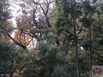 IMG_4315 (Copy)