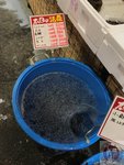 IMG_4195 (Copy)