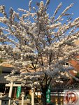 IMG_8468 (Copy)