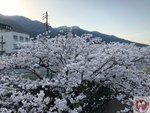 IMG_8480 (Copy)