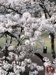 IMG_8483 (Copy)